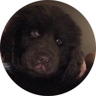 newfoudlandgirl avatar