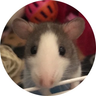 ella_hernandez avatar