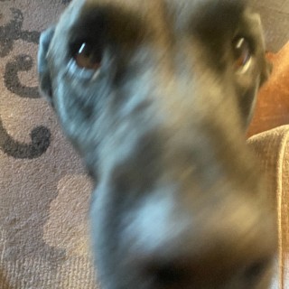 Walter_my_dogo avatar