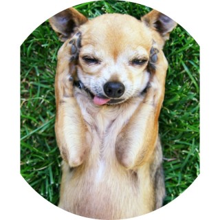 teacher.wanted.a.meme avatar