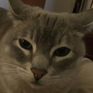 My_cat_despises_yourExistence avatar