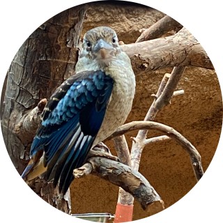 MEMEWORLD2020 avatar