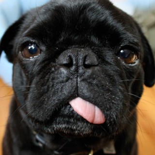 XOGSNIPERX9405 avatar