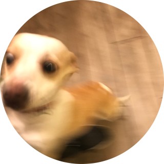 ally_the_tamalito avatar