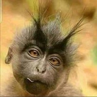 tognonbienvenue avatar