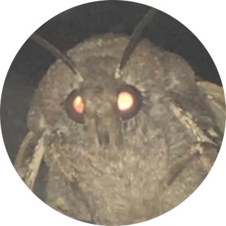 _Moth_ avatar
