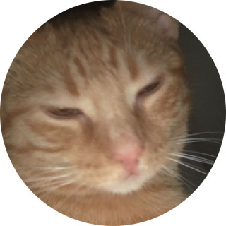 kittymemes200 avatar