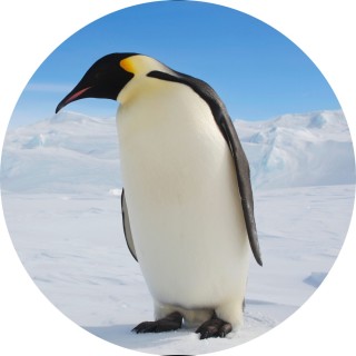 penguinlord avatar