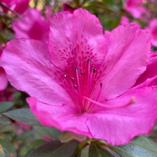 freethejellybeans avatar