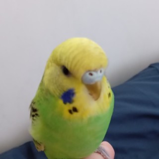 gnarlycharlie08 avatar