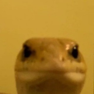 Leonard_the_gecko avatar