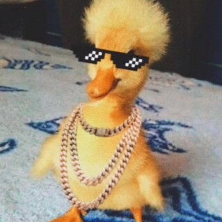dis_not_a_duck avatar