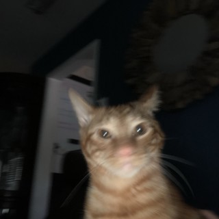 poppy_war_lord avatar