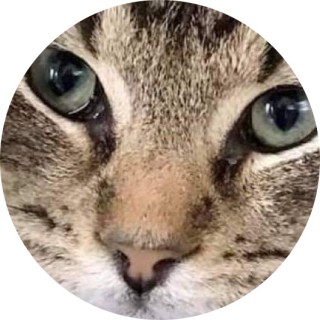 Cat_lover919 avatar