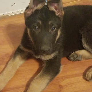 nightwingrock avatar