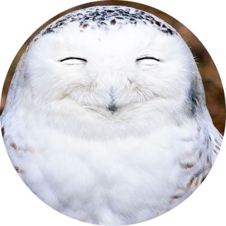 Happy_owl avatar