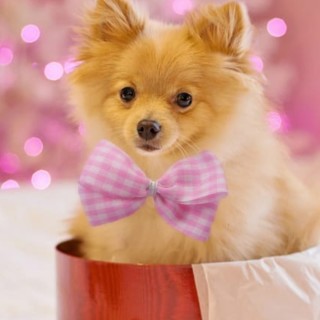 Nameless_weirdo_stupid avatar