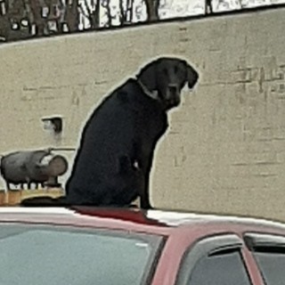 glizzy_____gang avatar