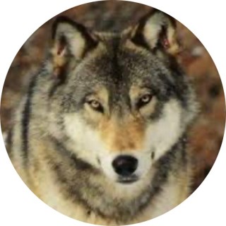 galaxywolf177 avatar