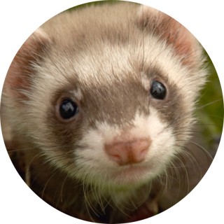 ferret avatar