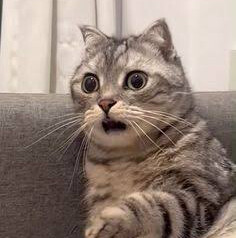 Nico_Di_Angelo avatar