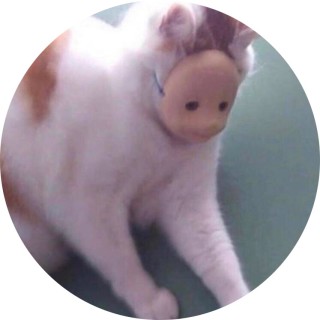 cursedcats avatar