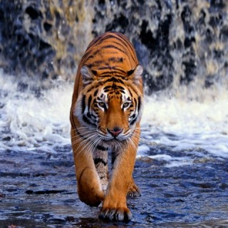 aamirshahzadbutt999 avatar