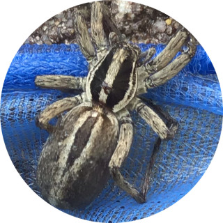 greenestbeanest avatar