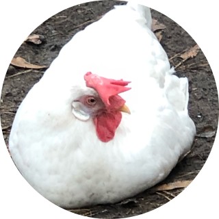 melting_chicken avatar