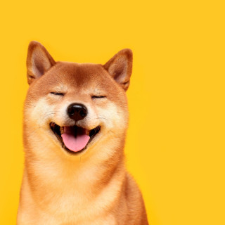 iUsedToCallDogeDodge avatar