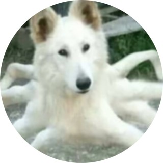 rubencito_despacito avatar