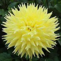 abarjaoartamim avatar