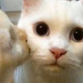 paolamemes123 avatar