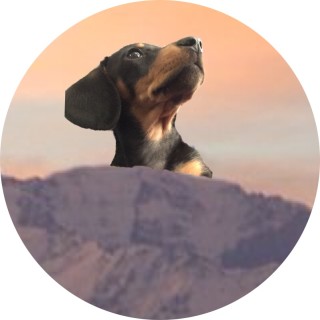 MountainDoggo avatar