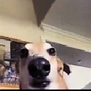 Arxidokarbounos avatar