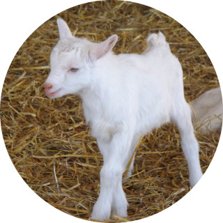 urofficalgoat avatar