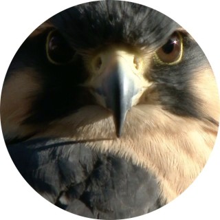 kobebryant_01 avatar