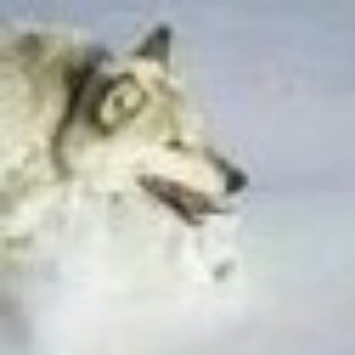 kairo_the_fkin_memer avatar