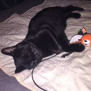 CrickettySplickett avatar