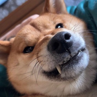 TofuIsCool
