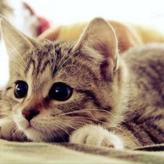 theyeetcannon avatar