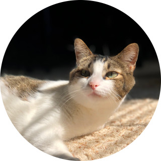 dottystarships avatar