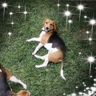 javier.villatorom avatar