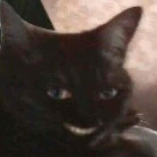 Kingfisher6466 avatar