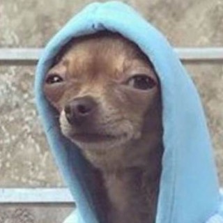 doggoswithhoodie avatar