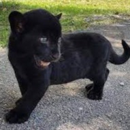 Trista.Decker avatar