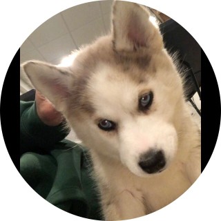 am_i_a_boy_or_girl avatar