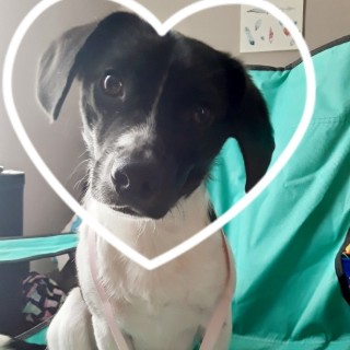 mydogismyprofilepic avatar