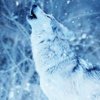 Calamity.is.the.one avatar