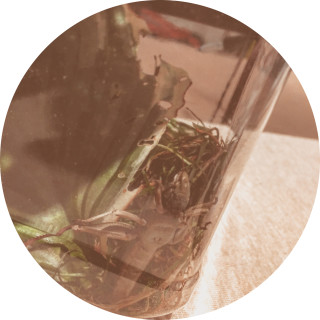 Yeetasourusrex420 avatar